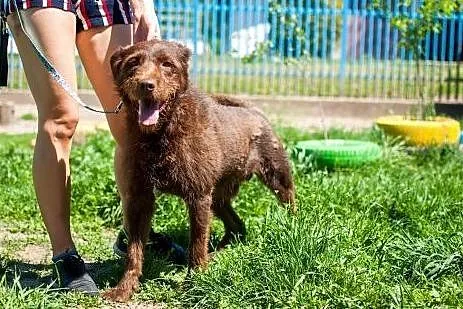 Pluto - młody pies w typie Wyżła do adopcji,  wiel