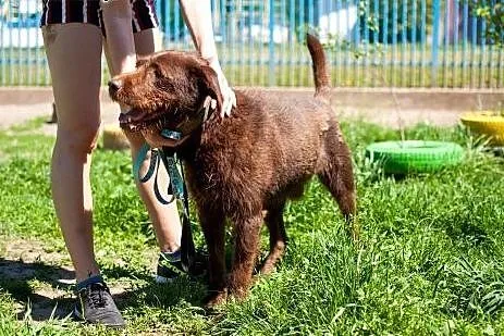Pluto - młody pies w typie Wyżła do adopcji,  wiel