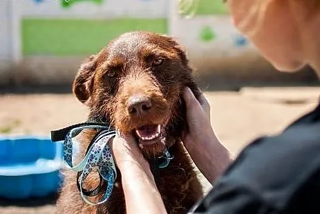 Pluto - młody pies w typie Wyżła do adopcji,  wiel