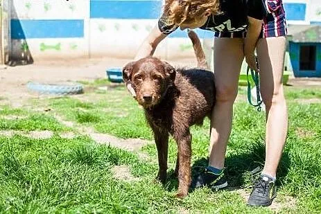 Pluto - młody pies w typie Wyżła do adopcji,  wiel