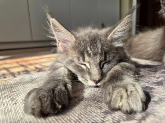 Kocurek Alwaro Maine Coon rodowód FPL domowa hodowla, , Oświęcim 