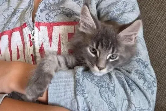 Kocurek Alwaro Maine Coon rodowód FPL domowa hodowla, , Oświęcim 