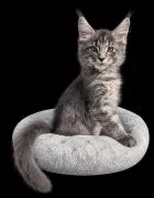 Kocurek Alwaro Maine Coon rodowód FPL domowa hodowla