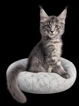 Kocurek Alwaro Maine Coon rodowód FPL domowa hodowla