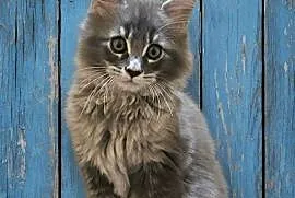 Kocięta Maine Coon z rodowodem FPL/FIFe