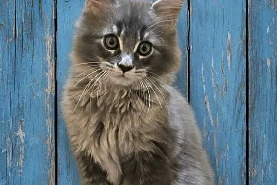 Kocięta Maine Coon z rodowodem FPL/FIFe