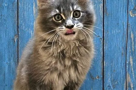 Kocięta Maine Coon z rodowodem FPL/FIFe, Wielkopolskie, Kościan