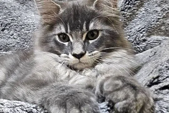 Kocięta Maine Coon z rodowodem FPL/FIFe, Wielkopolskie, Kościan
