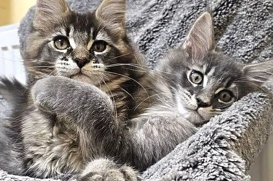 Kocięta Maine Coon z rodowodem FPL/FIFe, Wielkopolskie, Kościan
