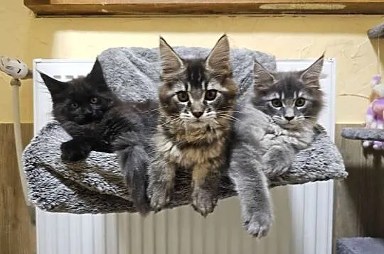 Kocięta Maine Coon z rodowodem FPL/FIFe, Wielkopolskie, Kościan