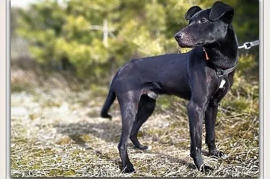 Młody,średni 11 kg,wesoły,towarzyski,szczepiony piesek BARTEK.Adopcja.