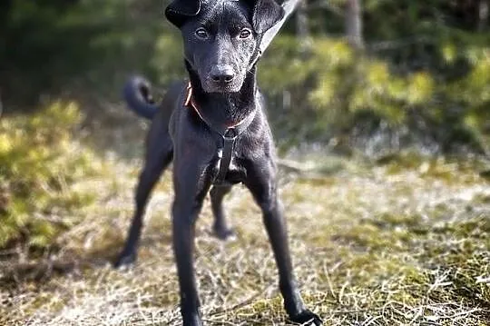 Młody,średni 11 kg,wesoły,towarzyski,szczepiony piesek BARTEK.Adopcja., Łódzkie, Łódź