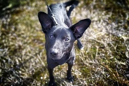 Młody,średni 11 kg,wesoły,towarzyski,szczepiony piesek BARTEK.Adopcja., Łódzkie, Łódź