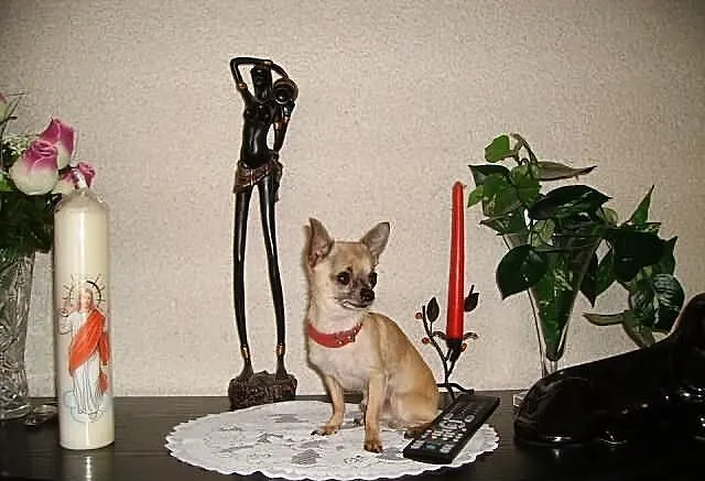 CHIHUAHUA-REPRODUKTOR-krycie- super mini-0.90 dkg
