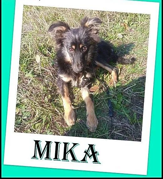 Kilkumiesięczna suczka Mika ,szuka domu.ADOPCJA !,