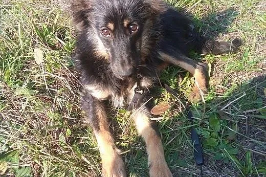 Kilkumiesięczna suczka Mika ,szuka domu.ADOPCJA !,