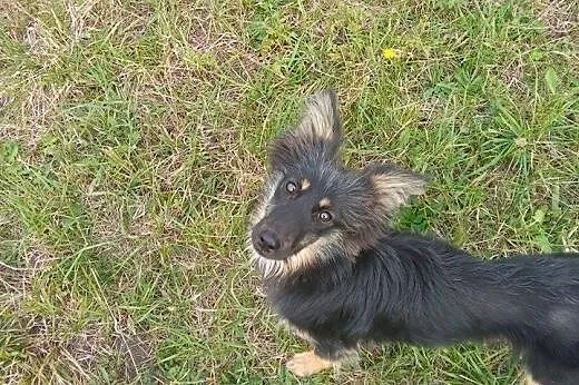 Kilkumiesięczna suczka Mika ,szuka domu.ADOPCJA !,