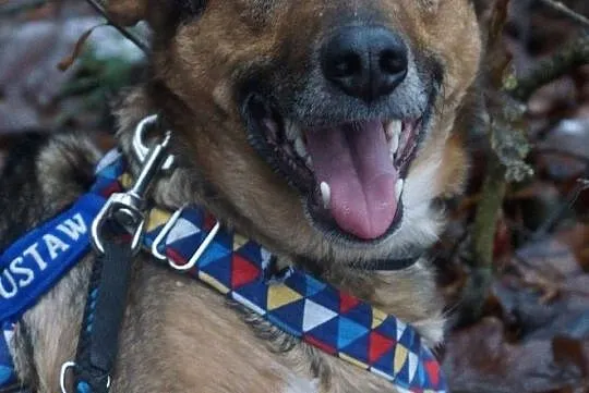 Niewielki Bambi do adopcji, Mazowieckie, Józefów