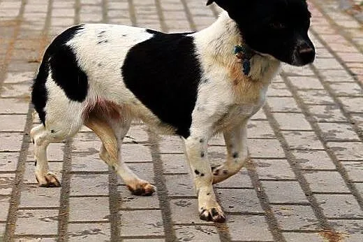 PINIA – czeka na dom,  mazowieckie Warszawa
