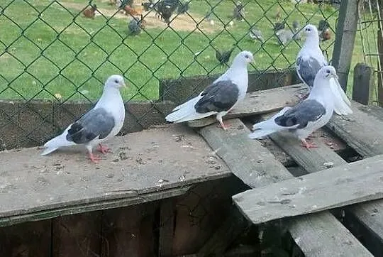 Orliki boki siwe, Lubelskie, Tokarówka
