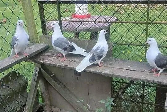 Orliki boki siwe, Lubelskie, Tokarówka