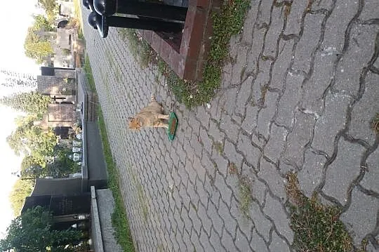 Piękne doroślejsze kociaczki,  mazowieckie Warszaw, Warszawa