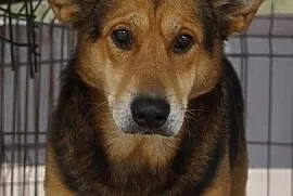 Bary - wymagający pies w typie owczarka - adopcja, Krzesimów