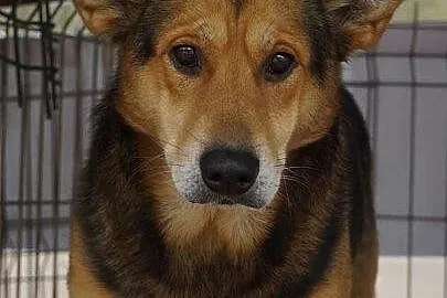 Bary - wymagający pies w typie owczarka - adopcja