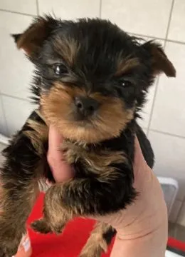 Yorkshire Terrier maly York rodowód FCI / ZKwP.. email {{biancalaura905@gmail.com}}