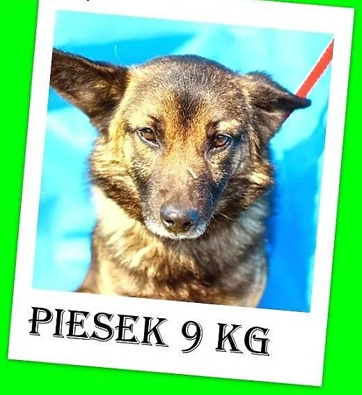 Mały 9 kg,łagodny,spokojny,grzeczny piesek PIĘTEK.