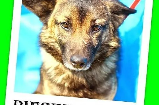 Mały 9 kg,łagodny,spokojny,grzeczny piesek PIĘTEK.