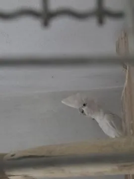Na sprzedaż para Kakadu Mała Salomońska ( łac. Cacatua ducorpsii), , Rawicz