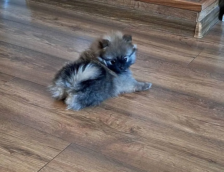 Szpic miniaturowy pomeranian, Wielkopolskie, Słupca