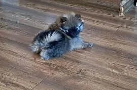 Szpic miniaturowy pomeranian