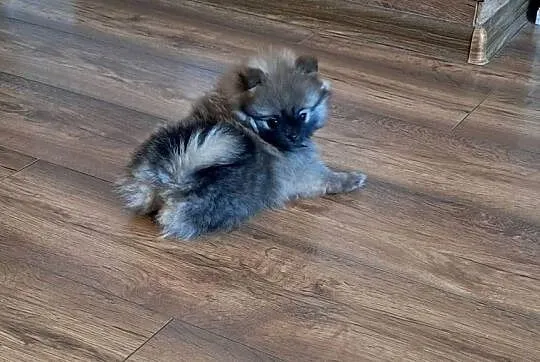 Szpic miniaturowy pomeranian, Wielkopolskie, Słupca