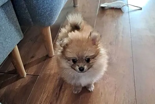 Szpic miniaturowy pomeranian, Wielkopolskie, Słupca