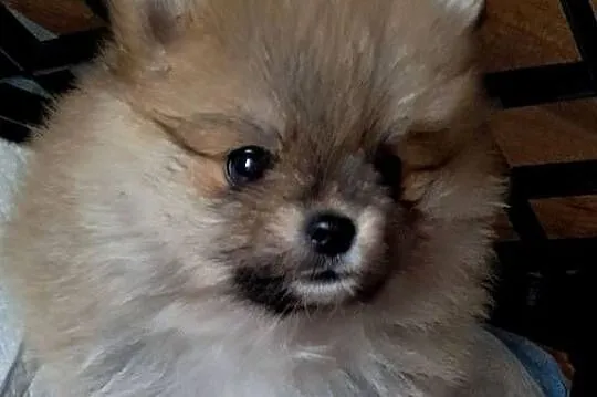 Szpic miniaturowy pomeranian, Wielkopolskie, Słupca