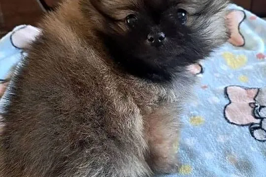 Szpic miniaturowy pomeranian, Wielkopolskie, Słupca
