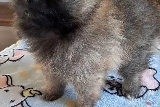 Szpic miniaturowy pomeranian, Wielkopolskie, Słupca