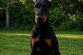 Piekny kopiowany Doberman