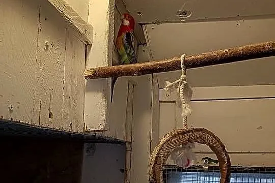 Sprzedam papugi Rozella białolica Mnichy, Mazowieckie, Raszyn