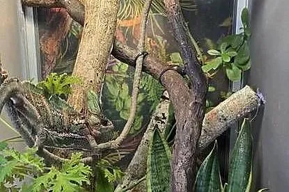 Terrarium dla Agaty lub kameleona, Lubelskie, Lublin