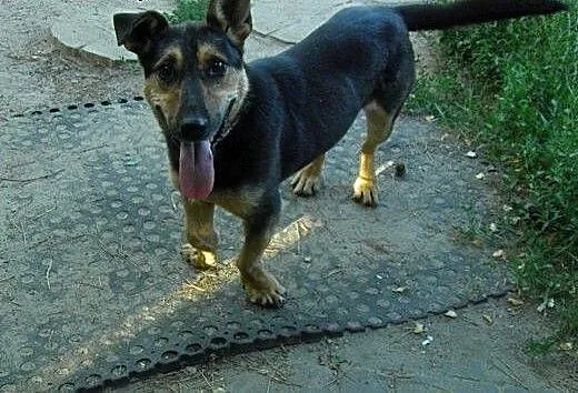 Bandi młody radosny piesek szuka pilnie wspaniałeg