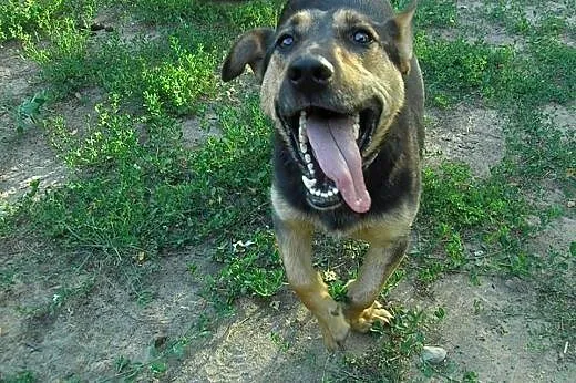 Bandi młody radosny piesek szuka pilnie wspaniałeg