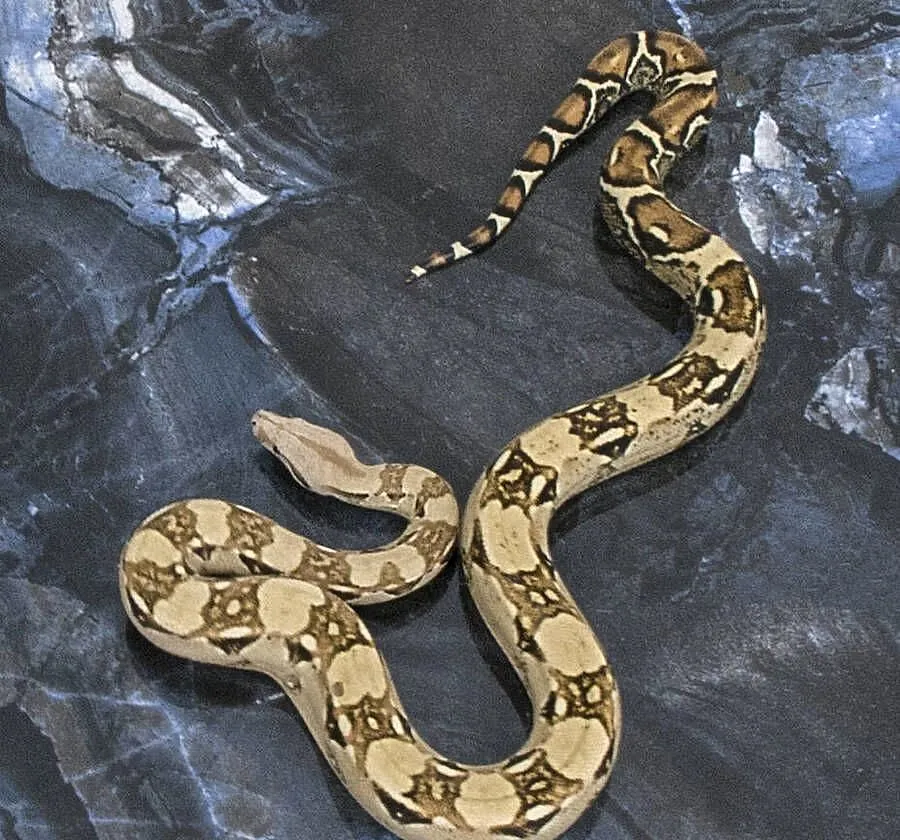 boa cesarski Normal 100% Het VPI T+ Albino, Mazowieckie, Warszawa