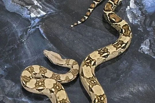 boa cesarski Normal 100% Het VPI T+ Albino, Mazowieckie, Warszawa