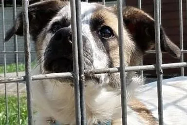 Śliczny młody Amorek szuka domku.,  śląskie Ruda Ś