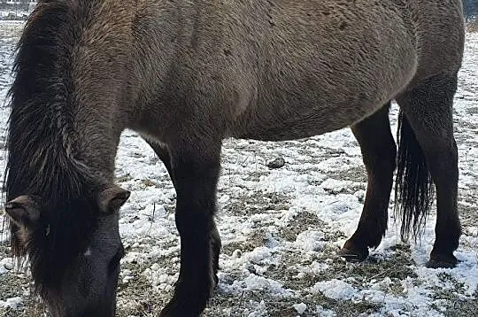 Konik polski klacz