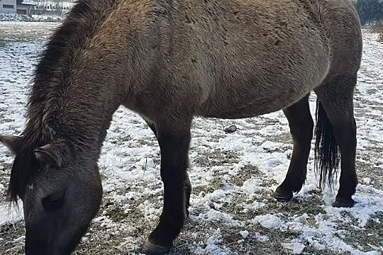 Konik polski klacz, , 