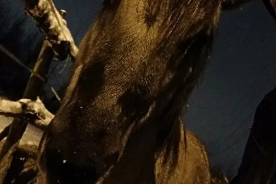 Konik polski klacz, , 